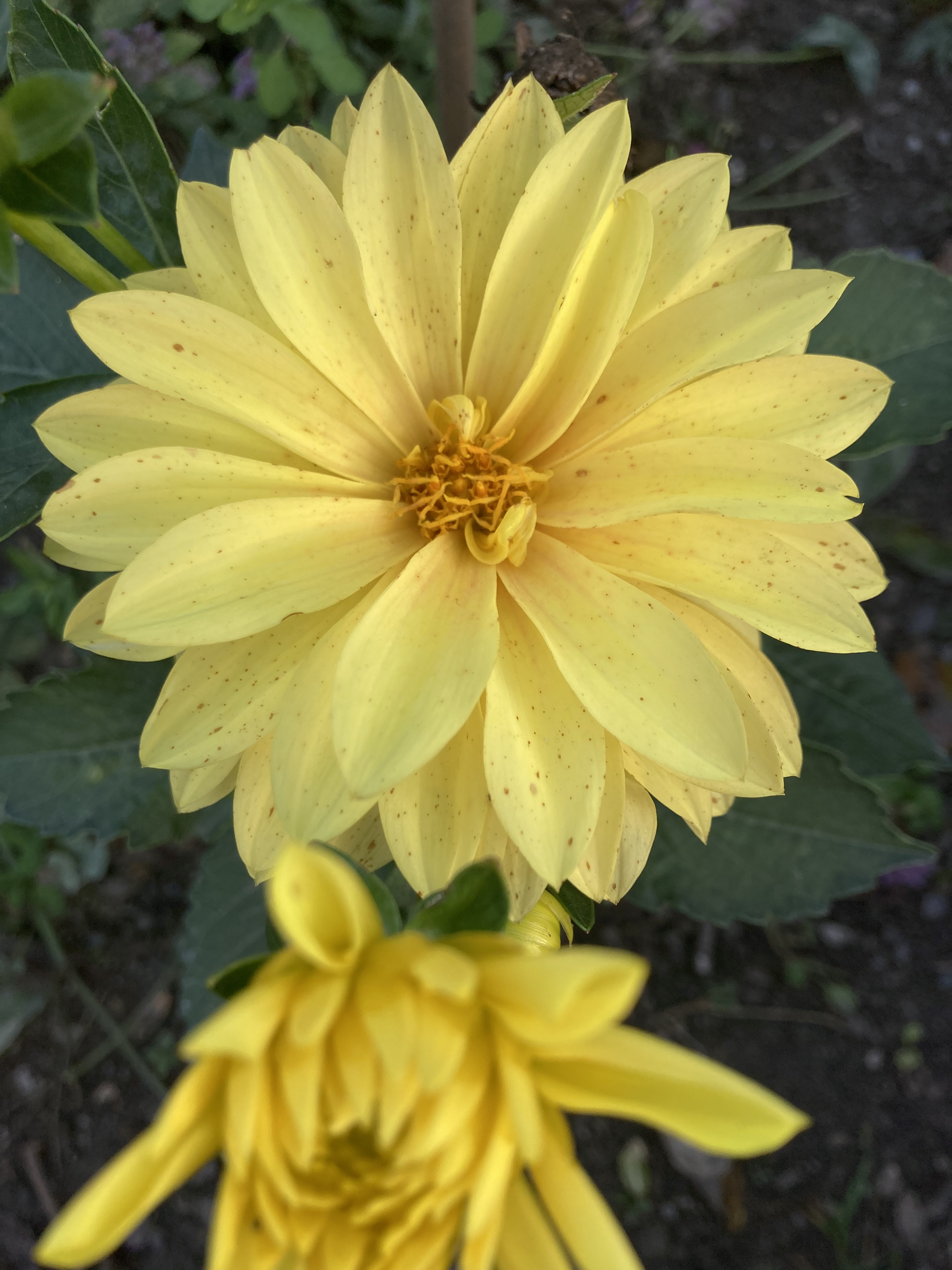 gelbe Dahlie