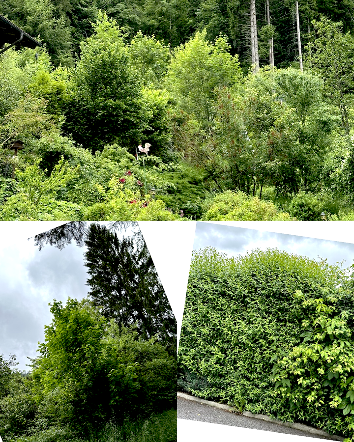 Collage grün