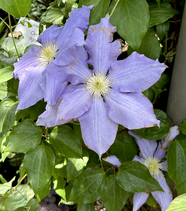 Clematis