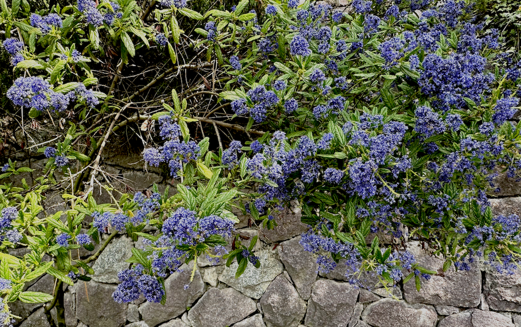 Hellblaue Blumen