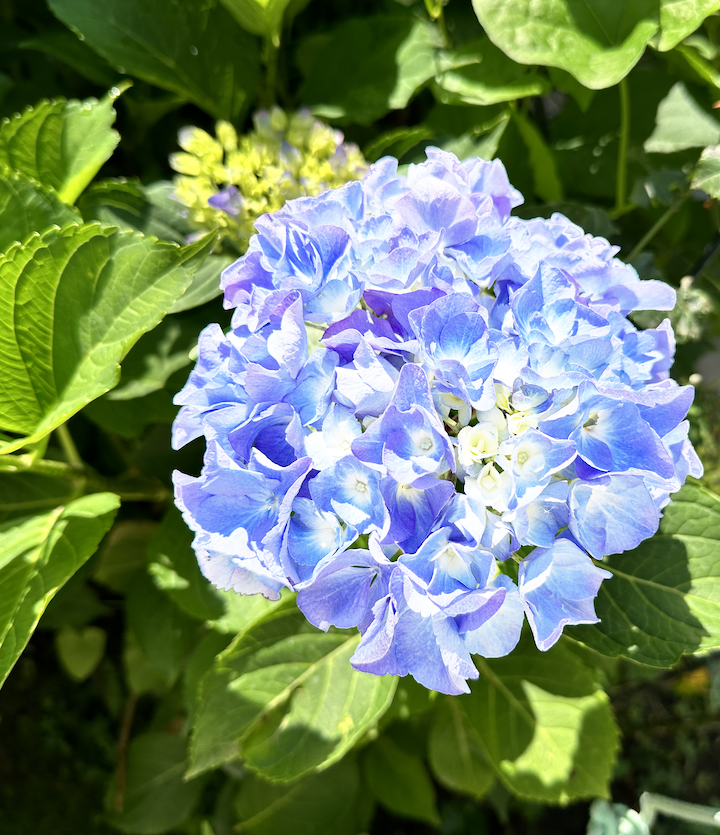 Hortensie in blau