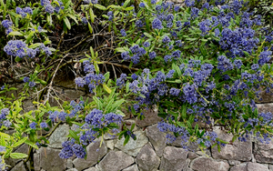 Hellblaue Blumen