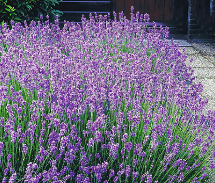 Lavendel