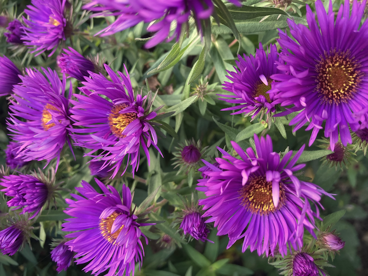 Herbstaster