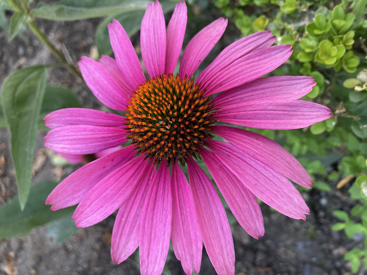 Echinaceae