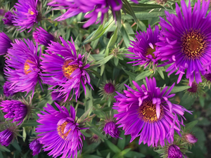 Herbstaster